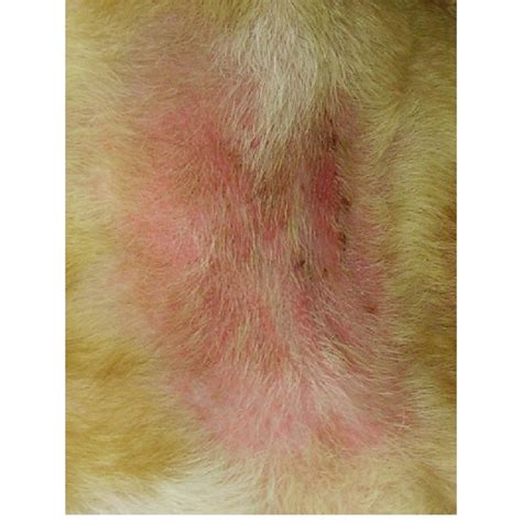 Malassezia Dermatitis In The Neck Fold Of A Bull Mastiff There Is A Download Scientific