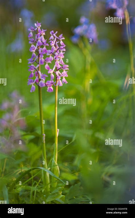 Early Purple Orchid Orchis Mascula Flowerspikes Kent England May