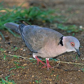 Streptopelia Decipiens African Mourning Dove