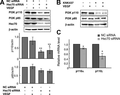 Heat Shock Cognate Protein 70 Is Essential For Akt Signaling In