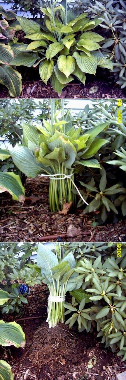 Gardening How To Transplant Hostas My FavThings Hosta Gardens