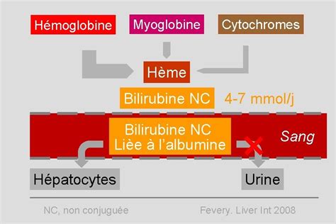 Cm Ictere Prrequis Anatomie Des Voies Biliaires Intra