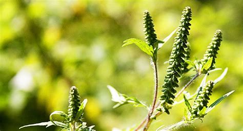 Ragweed Allergy Allergysa