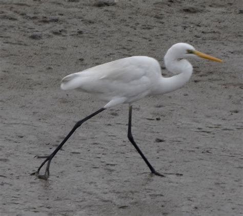 Just About Everything: Birds in Sunderbans, West Bengal