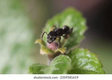 309 Black Carpenter Ant Queen Images, Stock Photos, 3D objects, & Vectors | Shutterstock