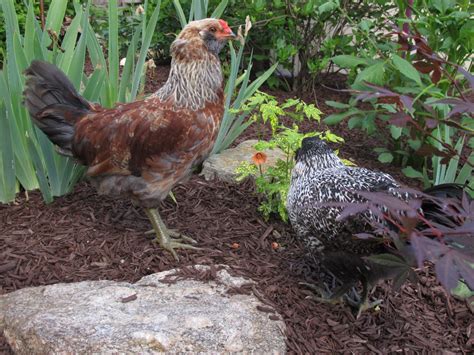 Easter Egger: Rooster or Hen? | BackYard Chickens - Learn How to Raise Chickens