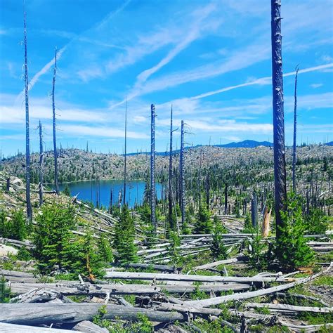 Amazing Experience To See The Skeleton Of The Previous Forest Waldo Lake In The Waldo Lake