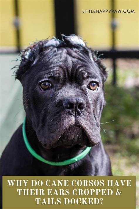 Why Do Cane Corsos Have Their Ears Cropped Tails Docked Cane Corso