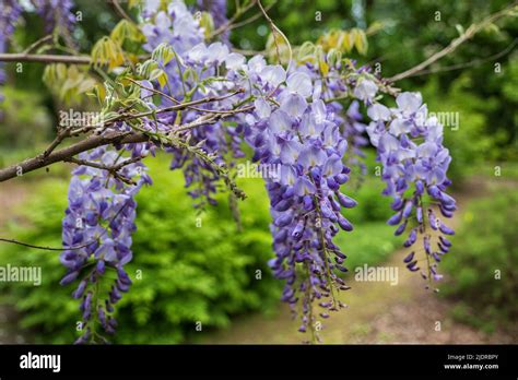 Wisteria Sinensis Chinese Wisteria Lavender Blooming Flowers Plant In