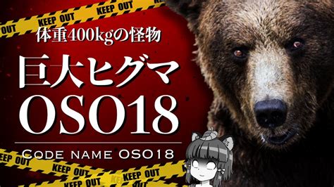 【ゆっくり解説】牛を襲う400kgの巨大ヒグマ「oso18」｜北海道に出没し専門家も絶望状態に ゆっくり解説まとめ