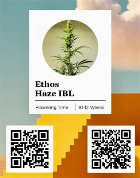 Ethos Ethos Haze Ibl Brotanical Gardens Seed Bank