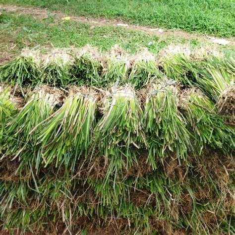 Jual Bibit Rumput Vetiver Per Batang Rumput Penahan Erosi Tanah