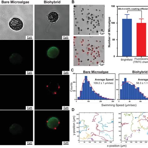 Visible Light Response Phototaxis Of Biohybrid C Reinhardtii A