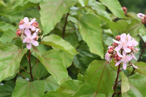 Bixa Orellana Lipstick Tree Annatto Achiote 6″ Pot Gardino