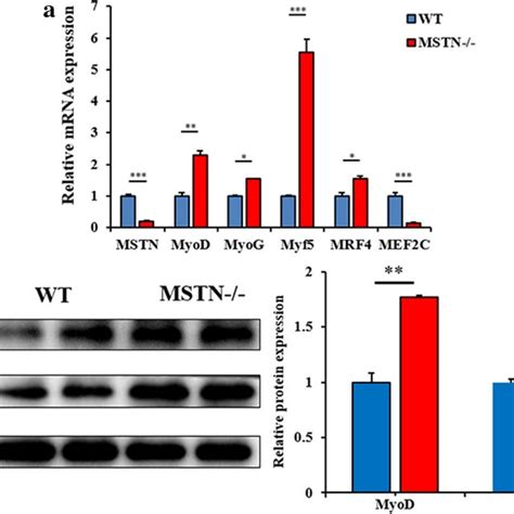 Western Blot Analysis Of Myosin Heavy Chain Mhc I Iia And Iib