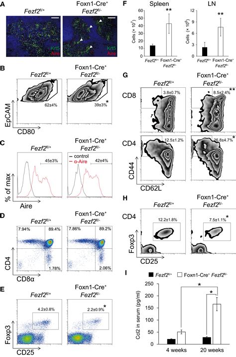 Fezf2 Orchestrates A Thymic Program Of Self Antigen Expression For