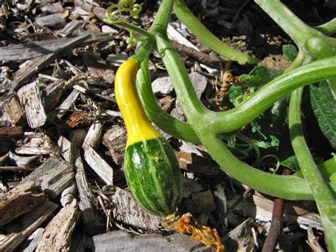 colocynth ornamental   edible beautiful decorative squash