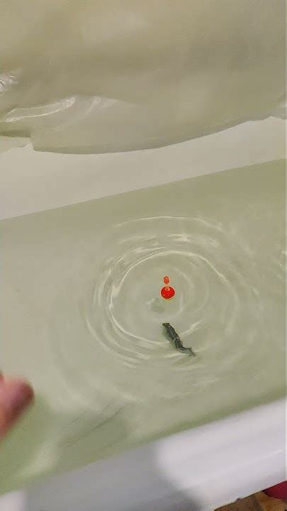 Роборыбка воблер робот - YouTube