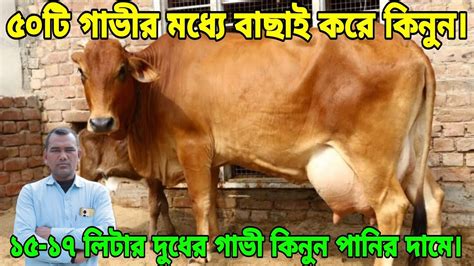 ৫০টি গাভীর মধ্যে বাছাই করে কিনুন। ১৫ ১৭ লিটার দুধের গাভী পাবেন পানির