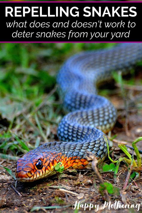 How to Keep Snakes Out of Your Pond: Proven Strategies