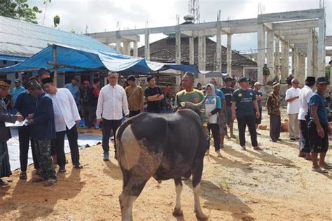 Idul Adha Perdana Di Ikn Pimpinan Otorita Sebar Hewan Kurban Ke Desa