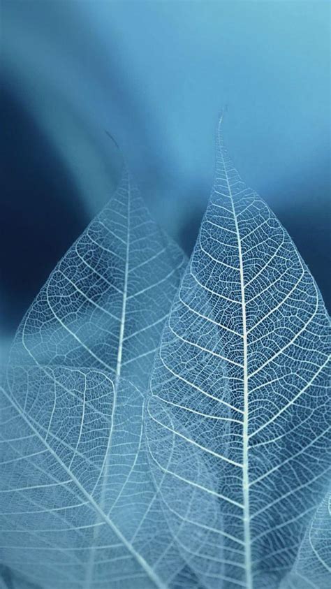 Blue Leaf Wallpapers - Top Free Blue Leaf Backgrounds - WallpaperAccess