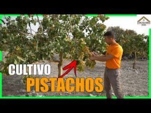 Cómo cultivar pistachos en casa de manera exitosa