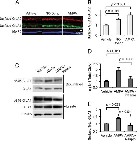 AMPA Induces GluA1 Trafficking And GluA1 Ser 845 Phosphorylation A And