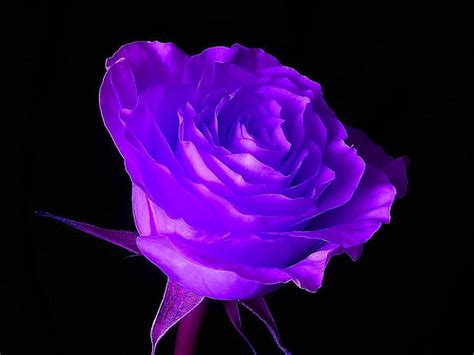 Purple Flower Purple Rose Flower Bonito Hd Wallpaper Peakpx