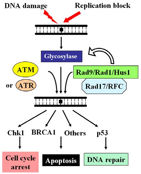 DNA Glycosylases May Act As Adaptors For Checkpoint Sensors ATM ATR