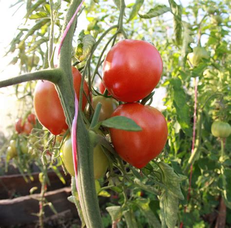 Томат Гусиное Яйцо Описание Сорта Фото Отзывы – Telegraph