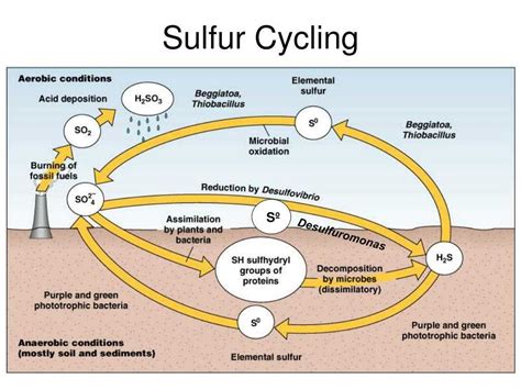 The Intricate Web Of The Sulphur Cycle