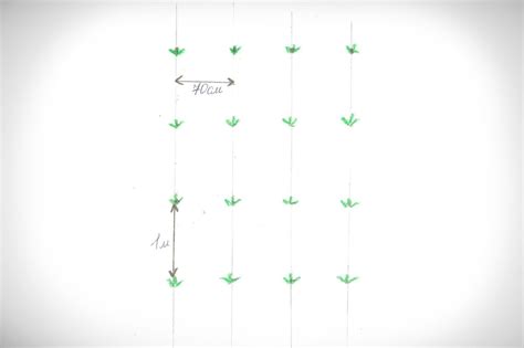 Арбуз Продюсер: фото, описание сорта, посадка и выращивание