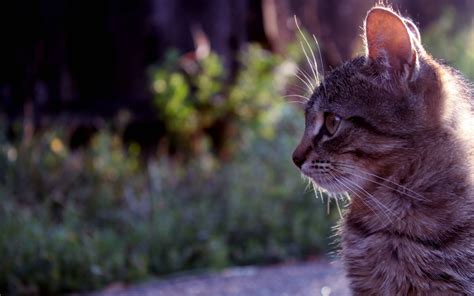 壁纸 草 野生动物 晶须 野猫 小猫 动物群 2560x1600像素 猫像哺乳动物 鼻子 中小型猫 大花猫 生物