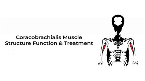 Coracobrachialis Muscle:Structure, Function&More~Statcardiologist