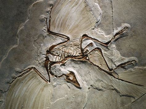 The Worlds Oldest Bird Fossil The Institute For Creation Research