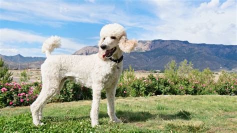 Poodle Dog Breed Guide: Characteristics, History & Care | Pawlicy Advisor