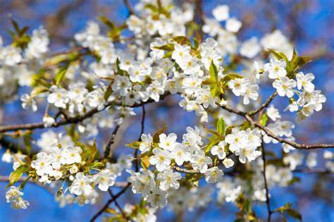 1920x1080 Wallpaper White Multi Petaled Cluster Flower Peakpx