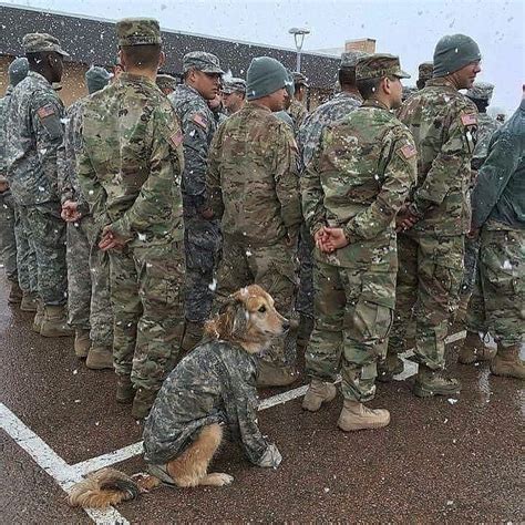 He Is The Best Soldier Dog Ever Military Working Dogs Army Dogs