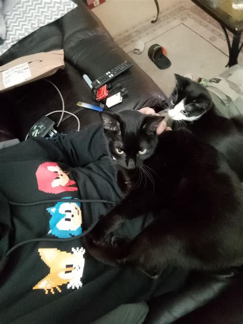 Only took 4 days for the new kitten to become fast friends with our 12