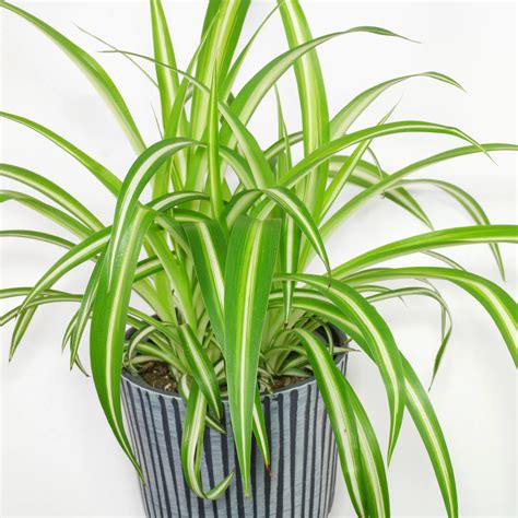 Spider Plant Chlorophytum Comosum Variegatum