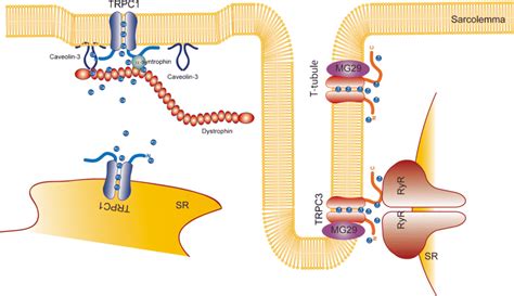 Canonical Transient Receptor Potential Trpc Channel Function In