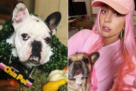 Lady Gaga's Dog Walker Ryan Fischer's Family Gives Update on Condition