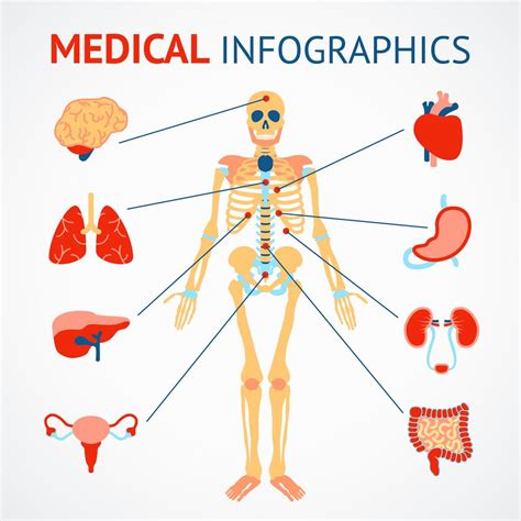 Human Organs Infographic 438768 Vector Art At Vecteezy