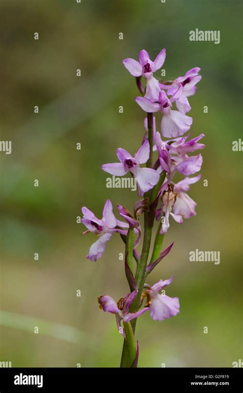 Flower Detail Early Purple Orchid Orchis Mascula Orchis Langei