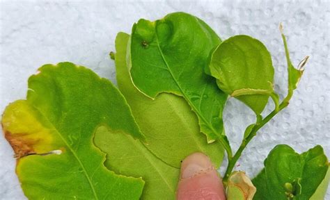 Pest Alert Lime Swallowtail Poses New Threat To Citrus In Florida Growing Produce