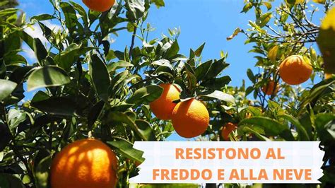 Agrumi Che Resistono Al Freddo Coltivare Aranci E Limoni Sotto La Neve