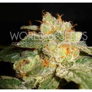 WOS Mazar X Great White Shark Seeds Medical Collection Seeds Hanfs