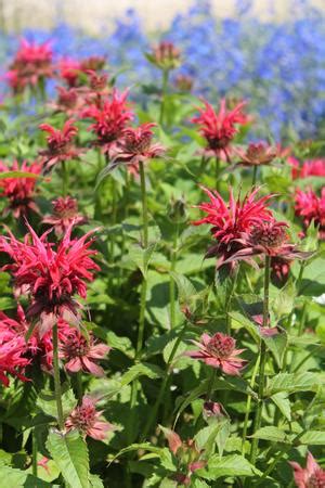 Monarda Didyma Gardenview Scarlet Bee Balm From Hoffie Nursery