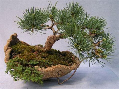 Dasu Bonsai Studios Miyajima Japanese White Pine